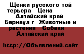 Щенки русского той-терьера › Цена ­ 4 000 - Алтайский край, Барнаул г. Животные и растения » Собаки   . Алтайский край